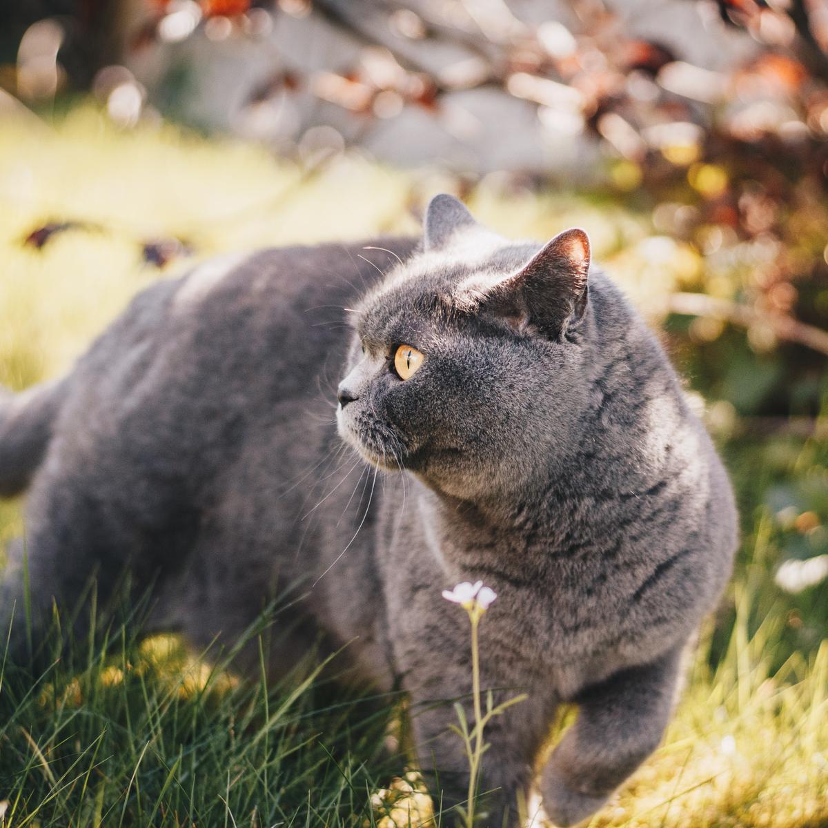 Detail Kucing British Shorthair Abu Abu Nomer 54