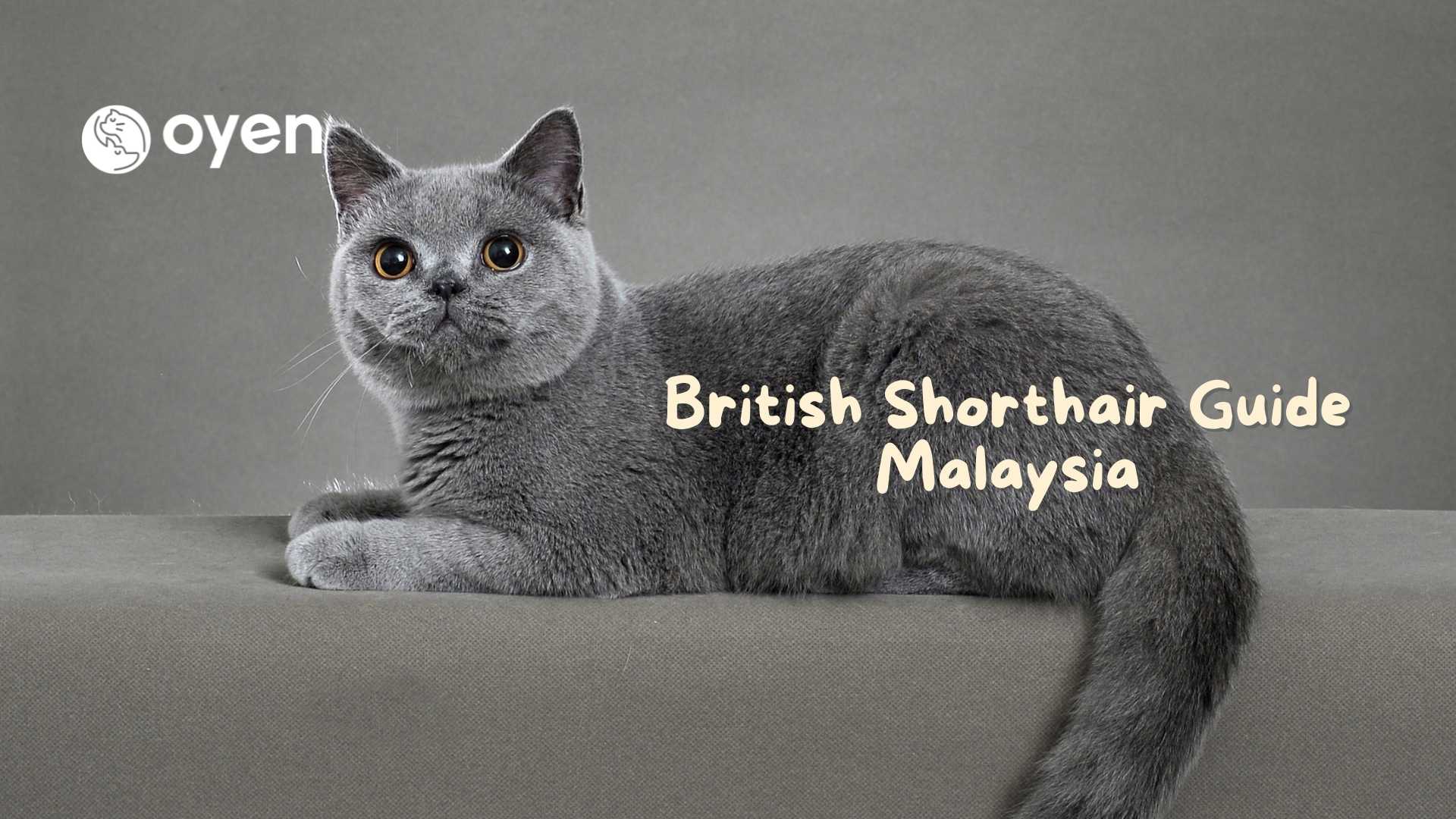 Detail Kucing British Shorthair Golden Nomer 20