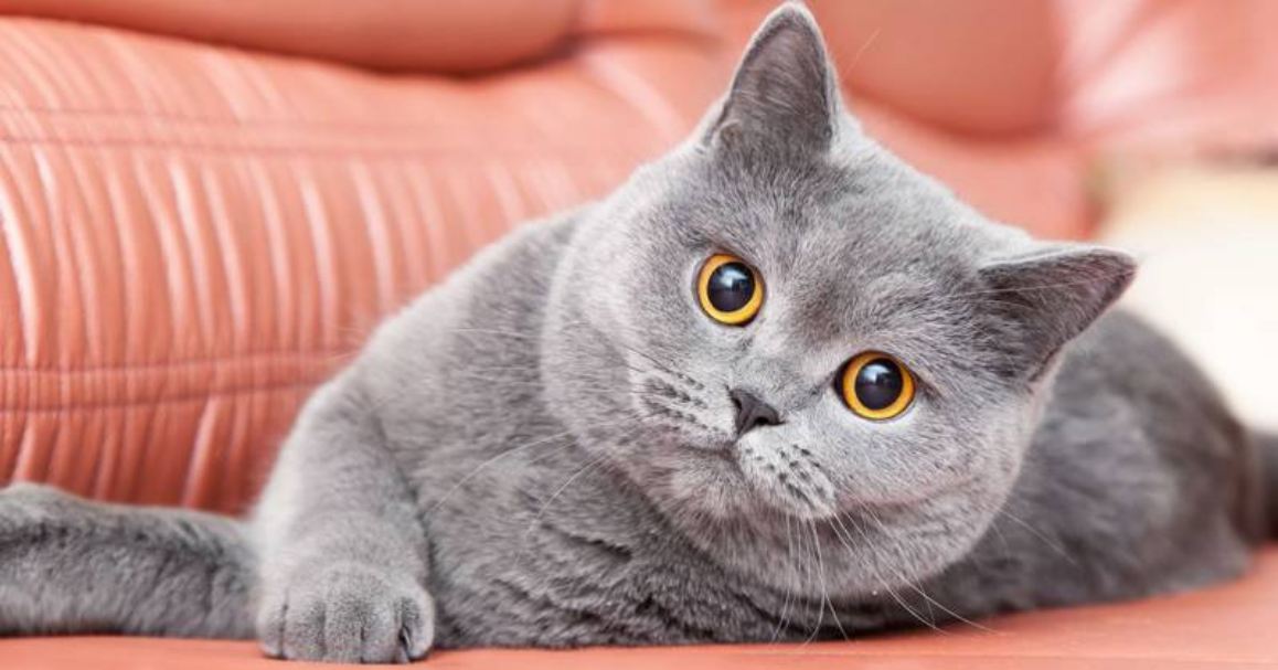 Detail Kucing British Shorthair Golden Nomer 27