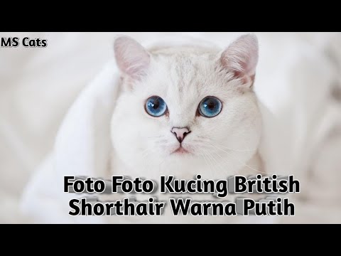 Detail Kucing British Shorthair Putih Nomer 3