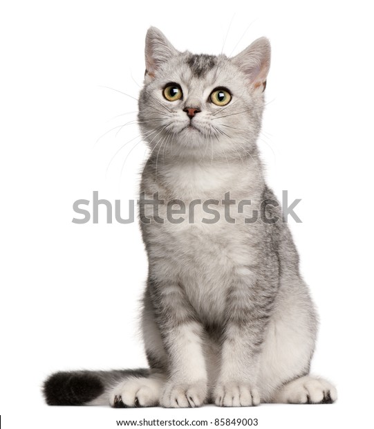 Detail Kucing British Shorthair Putih Nomer 51