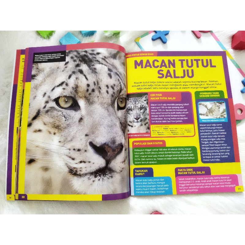 Detail Kucing Buas Bulu Tebal Salju Nomer 47