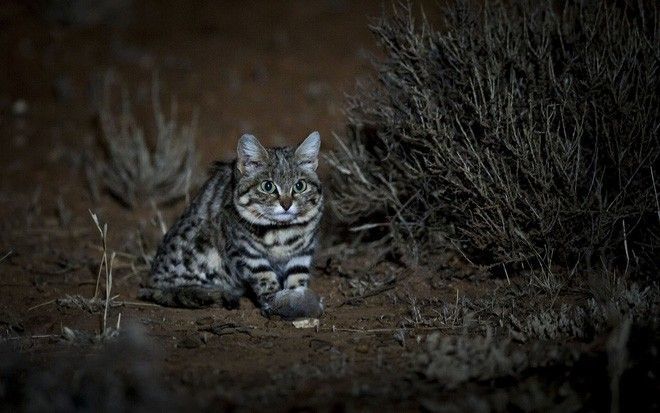 Detail Kucing Buas Bulu Tebal Salju Nomer 10