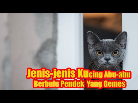 Detail Kucing Bulu Abu Abu Nomer 42