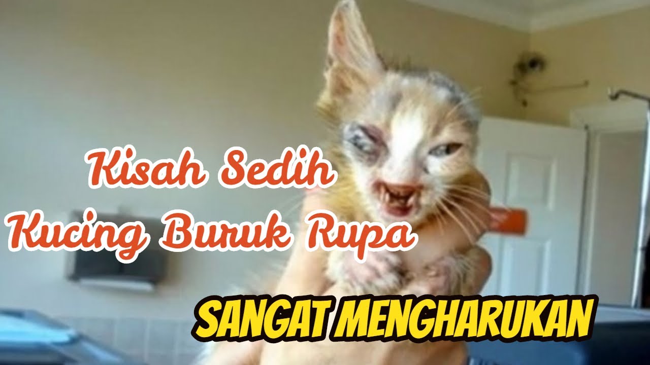 Detail Kucing Buruk Rupa Nomer 38