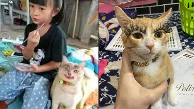 Detail Kucing Cantik Dan Lucu Nomer 44