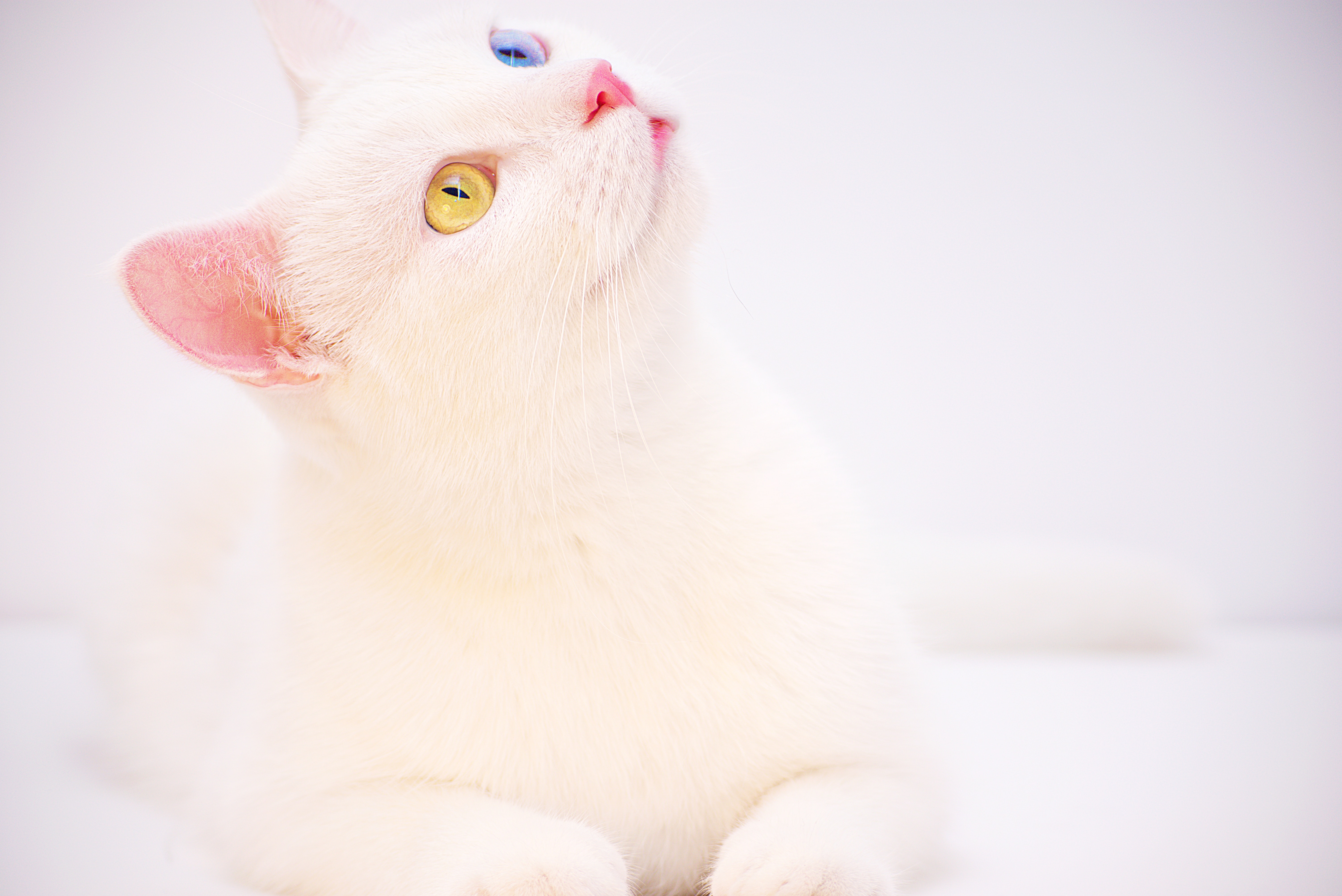Detail Kucing Coklat Putih Nomer 53