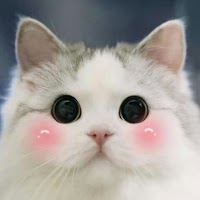 Detail Kucing Cute Wallpaper Koleksi Nomer 25