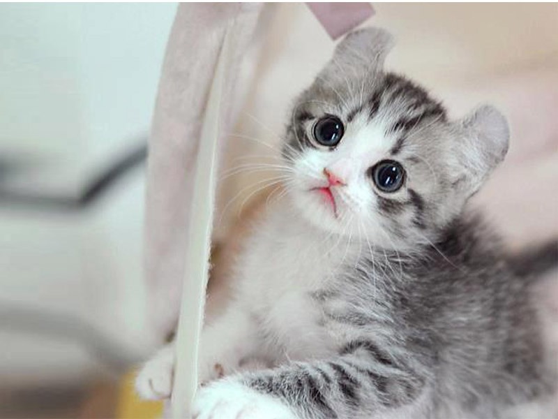 Kucing Cute Wallpaper - 53+ Koleksi Gambar