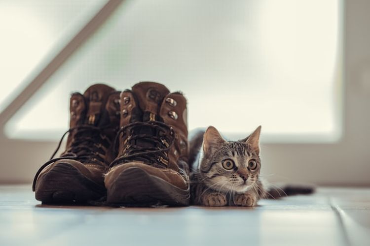 Detail Kucing Dalam Sepatu Bot Nomer 49