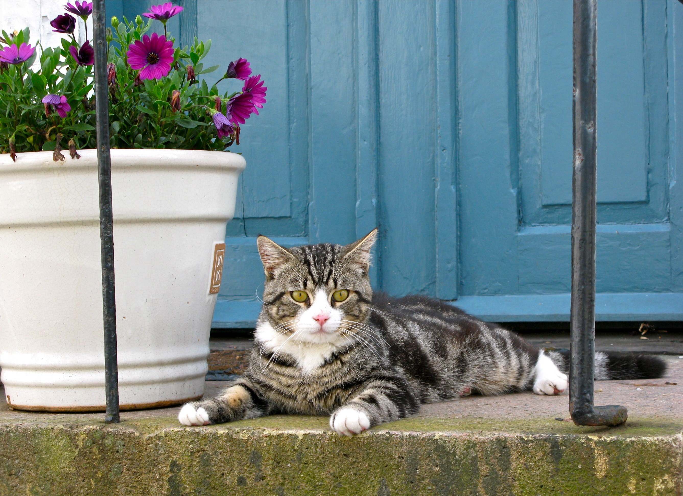 Detail Kucing Di Depan Pintu Rumah Nomer 12