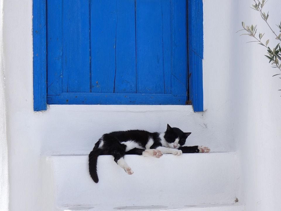 Detail Kucing Di Depan Pintu Rumah Nomer 3