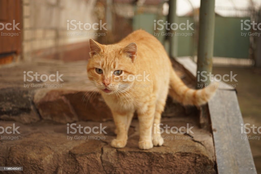 Detail Kucing Di Depan Pintu Rumah Nomer 22