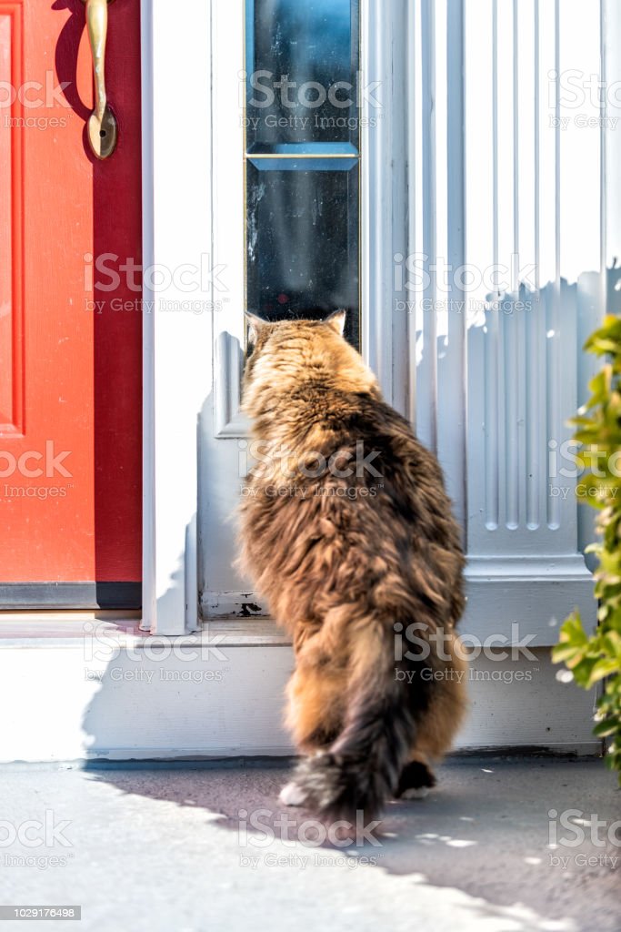 Detail Kucing Di Depan Pintu Rumah Nomer 25