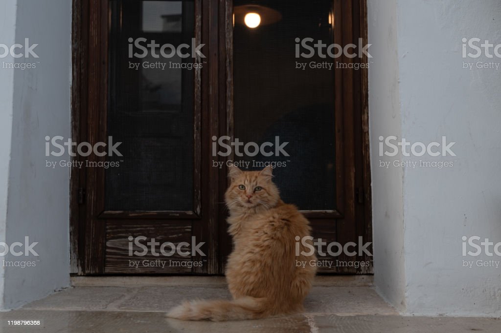 Detail Kucing Di Depan Pintu Rumah Nomer 37
