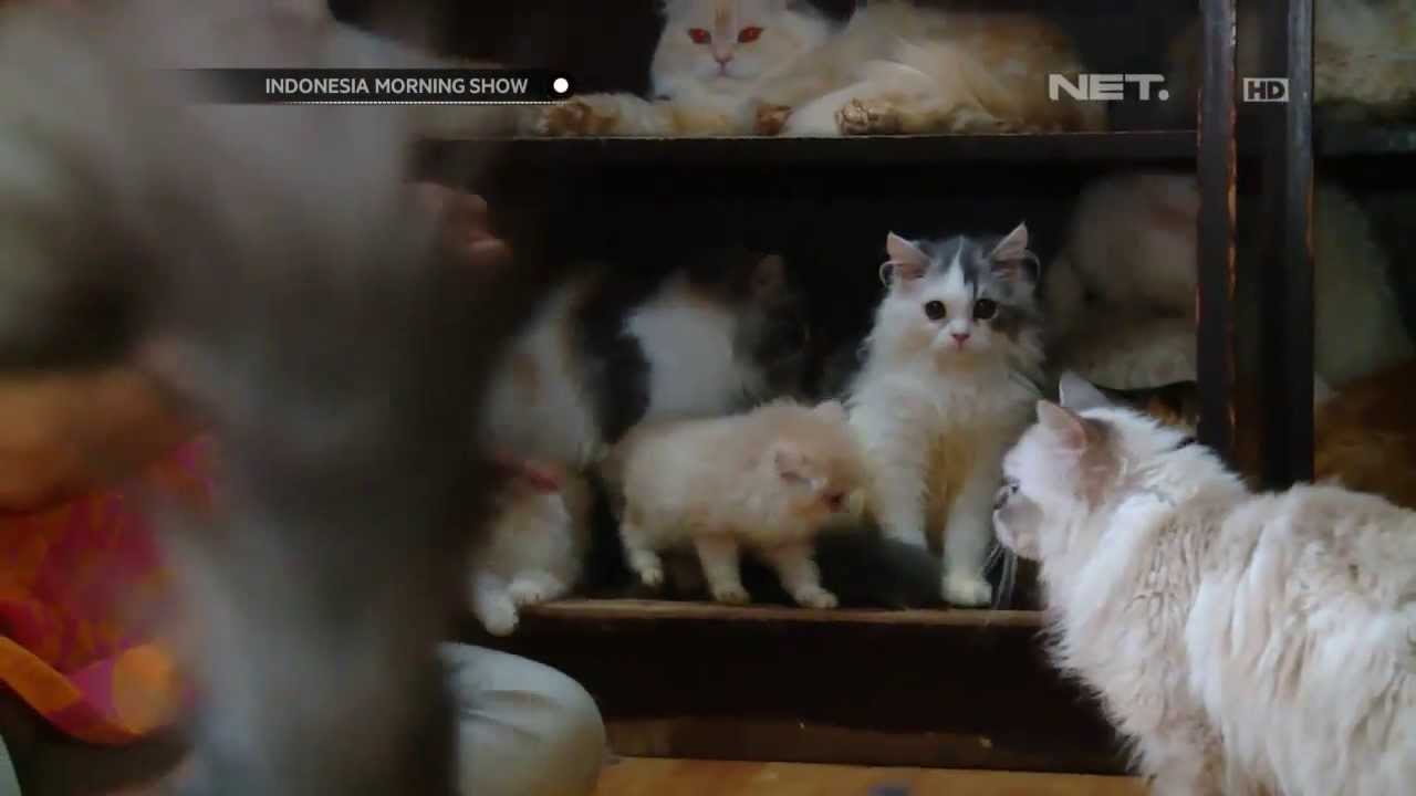 Detail Kucing Di Rumah Nomer 30