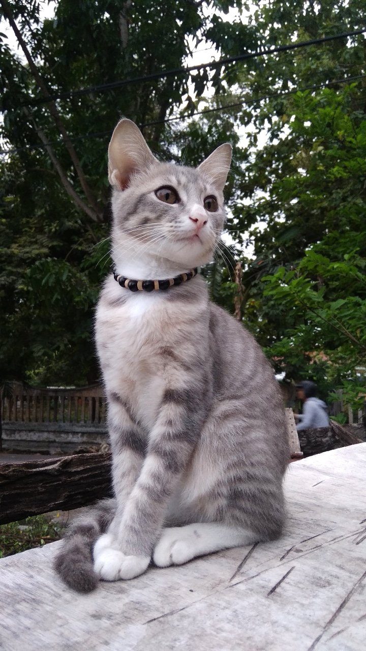 Detail Kucing Domestik Abu Abu Nomer 36