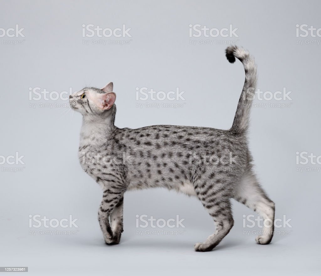 Detail Kucing Egyptian Mau Nomer 20