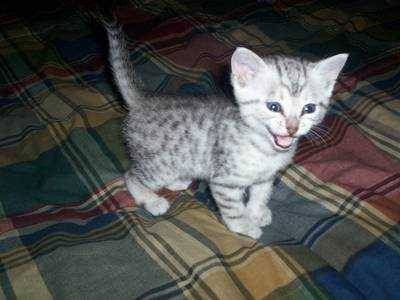 Detail Kucing Egyptian Mau Nomer 25