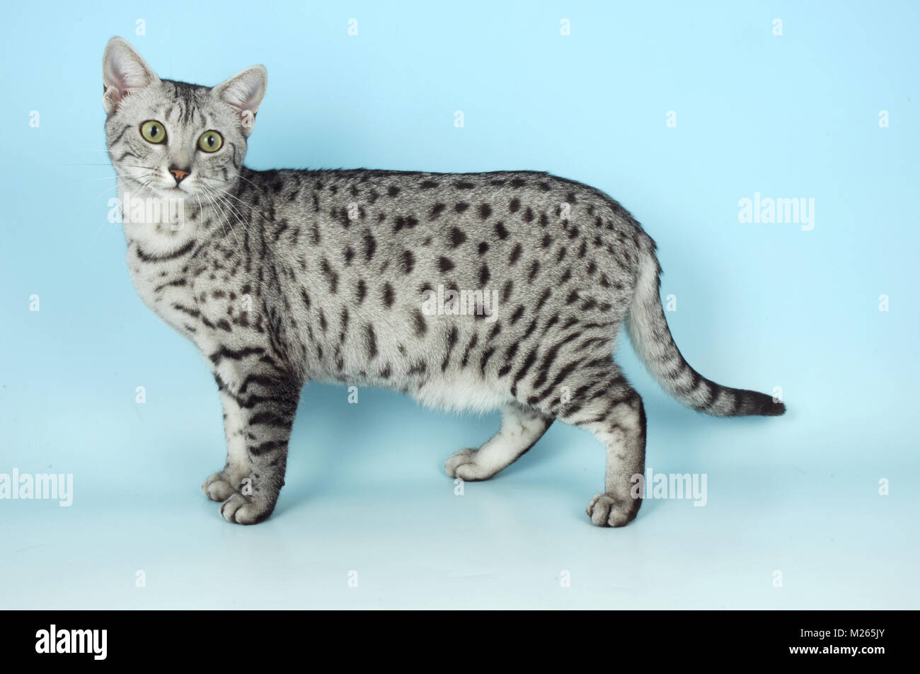 Detail Kucing Egyptian Mau Nomer 46