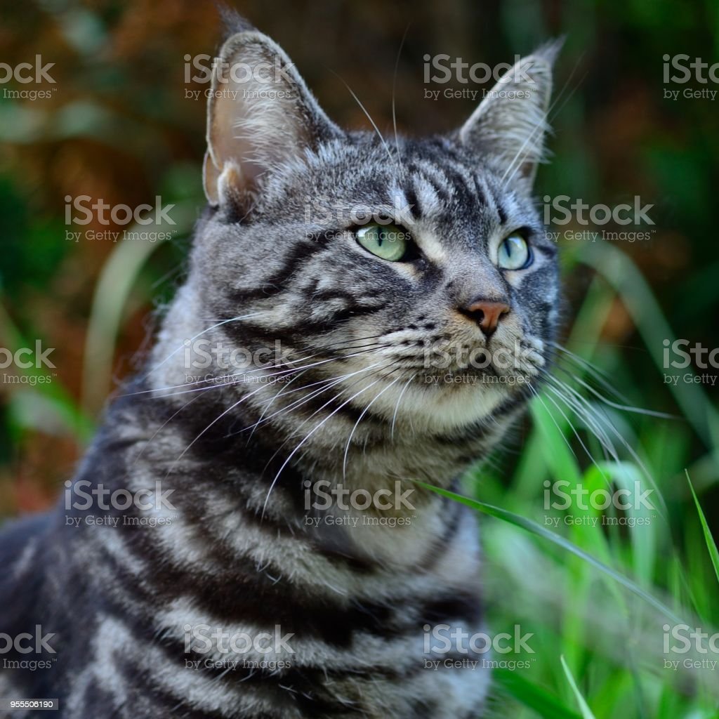 Detail Kucing Garis Garis Nomer 6