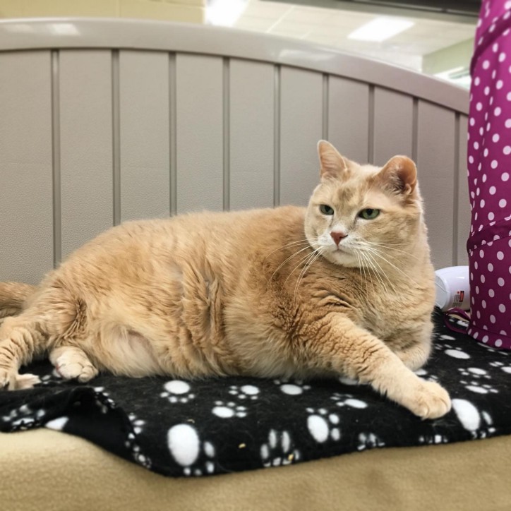 Detail Kucing Gemuk Dan Lucu Nomer 11