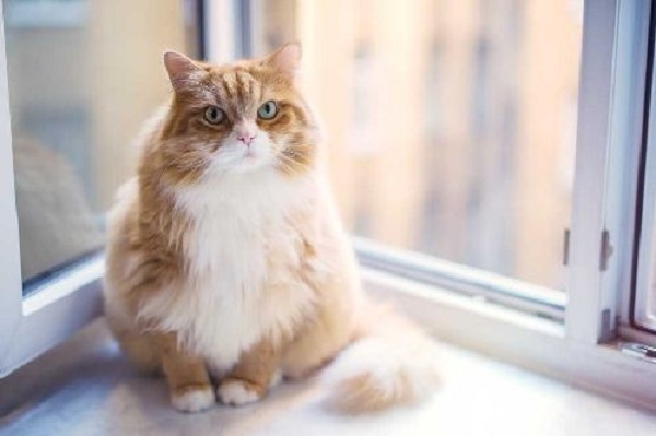 Detail Kucing Gemuk Dan Lucu Nomer 12