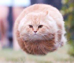 Detail Kucing Gemuk Dan Lucu Nomer 13