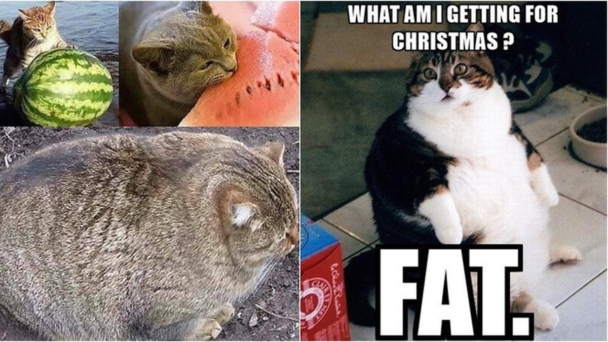 Detail Kucing Gemuk Dan Lucu Nomer 14