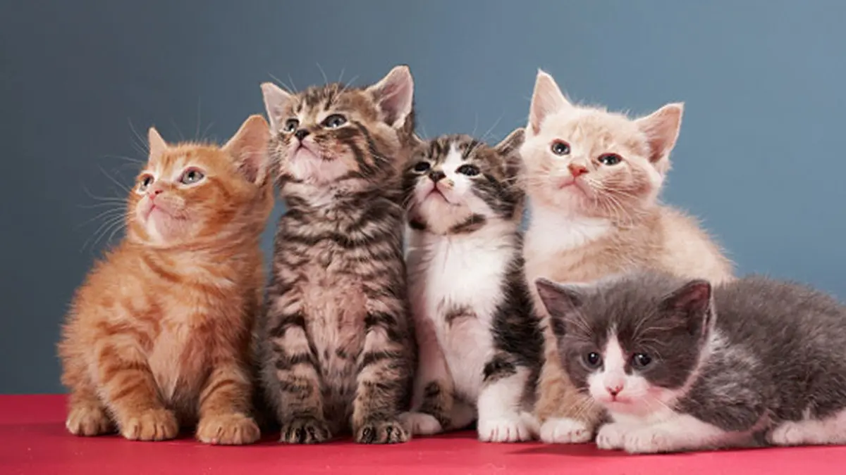 Detail Kucing Gemuk Dan Lucu Nomer 16