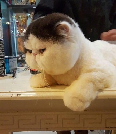 Detail Kucing Gemuk Dan Lucu Nomer 18