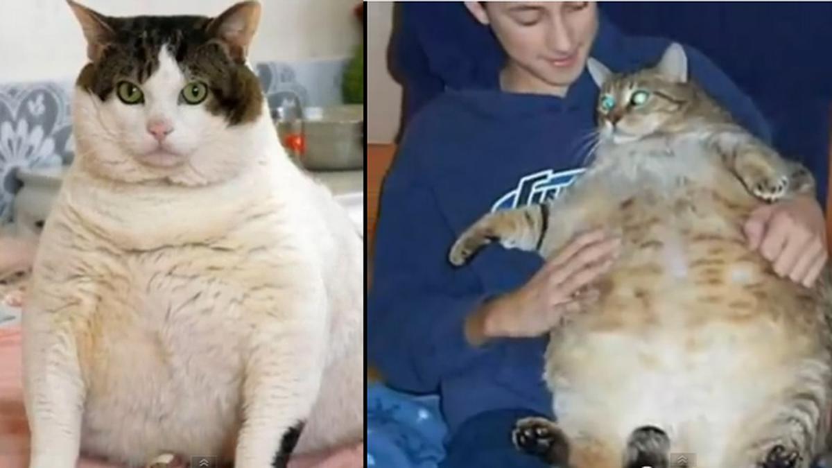 Detail Kucing Gemuk Dan Lucu Nomer 20