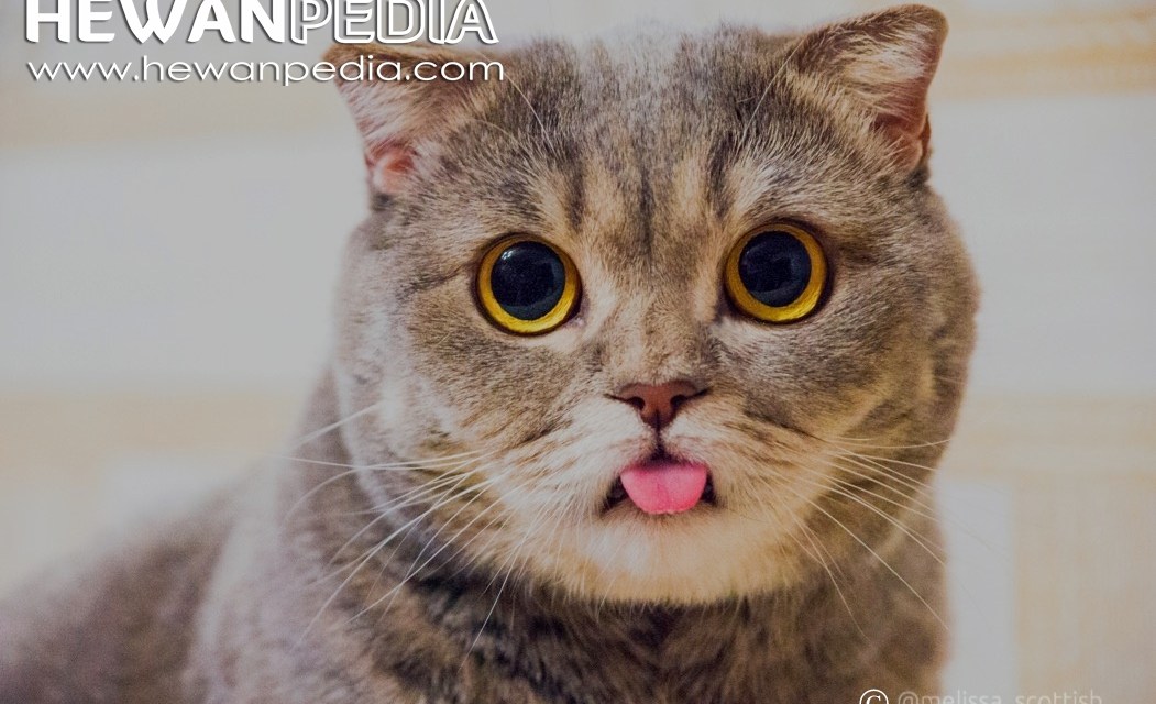 Detail Kucing Gemuk Dan Lucu Nomer 3