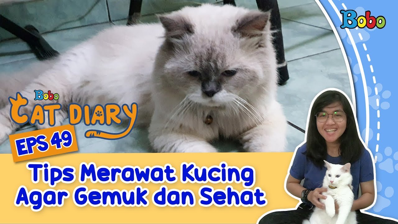 Detail Kucing Gemuk Dan Lucu Nomer 21