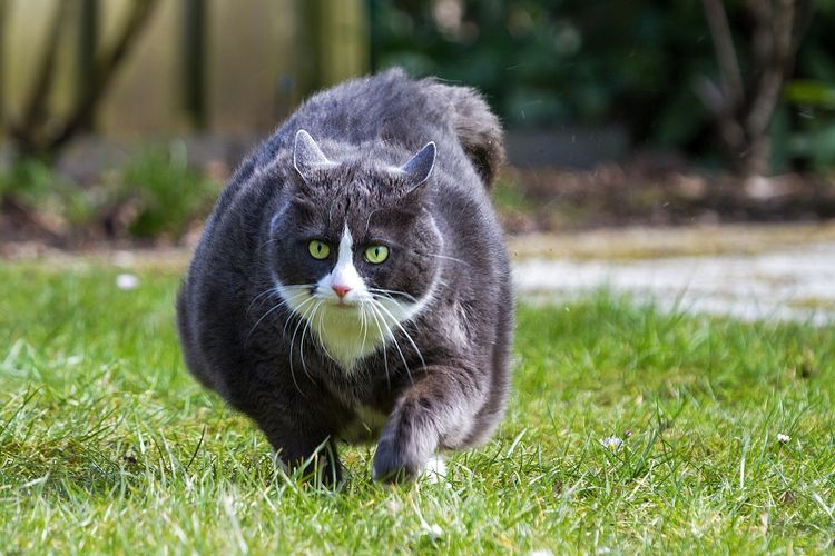Detail Kucing Gemuk Dan Lucu Nomer 22