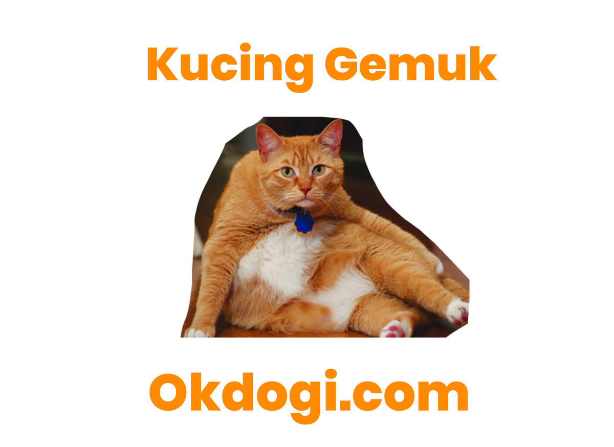Detail Kucing Gemuk Dan Lucu Nomer 24