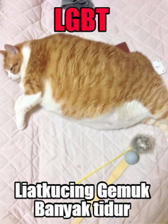 Detail Kucing Gemuk Dan Lucu Nomer 25