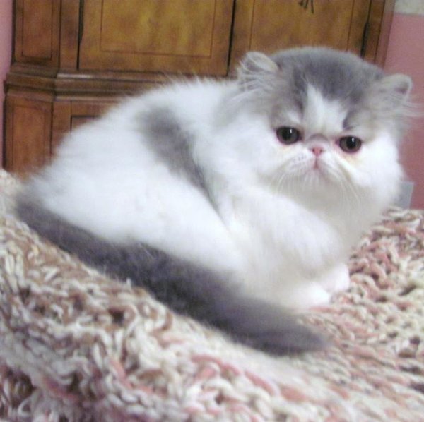 Detail Kucing Gemuk Dan Lucu Nomer 27