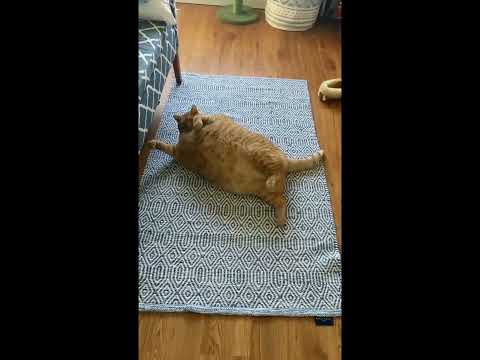 Detail Kucing Gemuk Dan Lucu Nomer 28