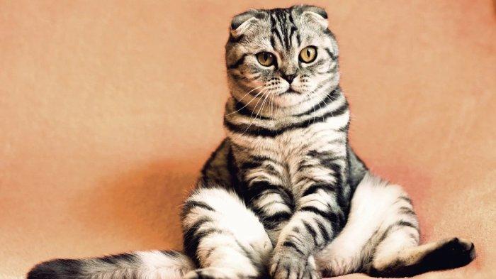 Detail Kucing Gemuk Dan Lucu Nomer 29