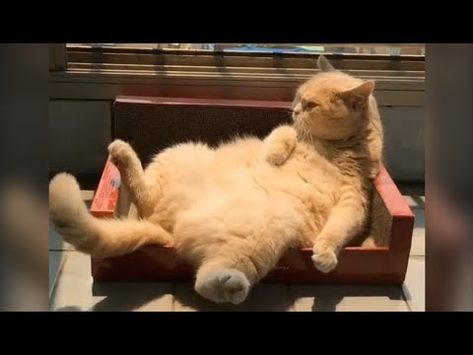 Detail Kucing Gemuk Dan Lucu Nomer 4