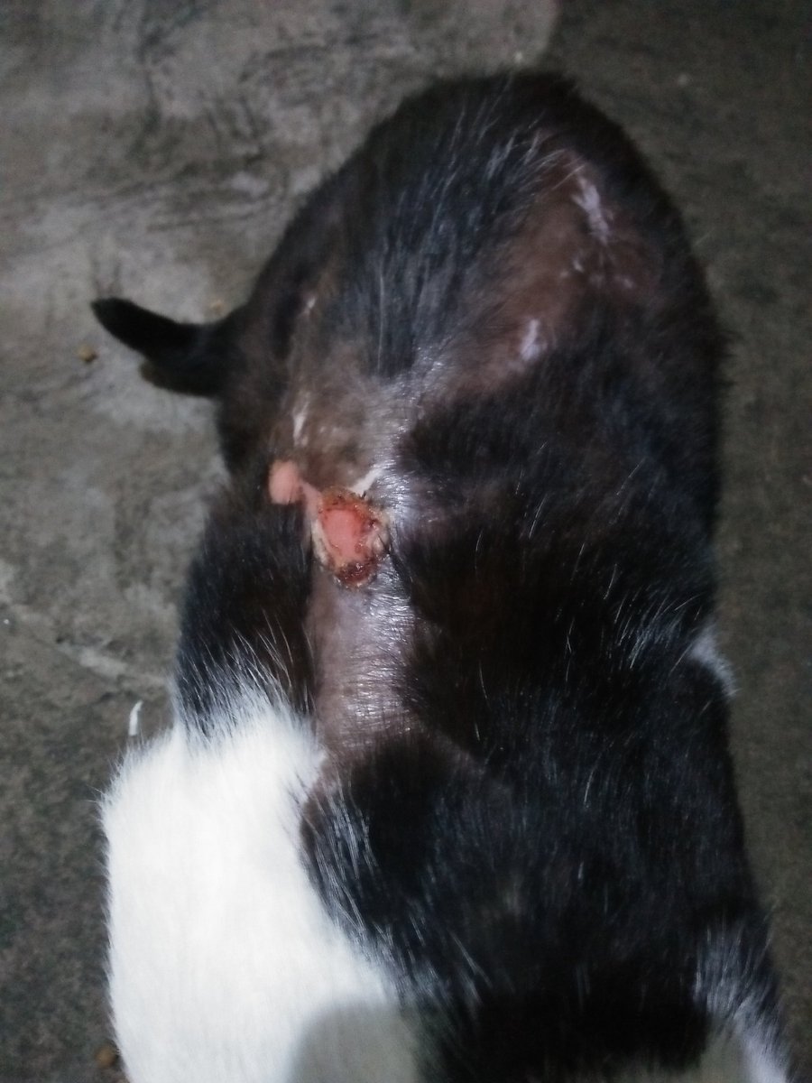 Detail Kucing Gemuk Dan Lucu Nomer 31
