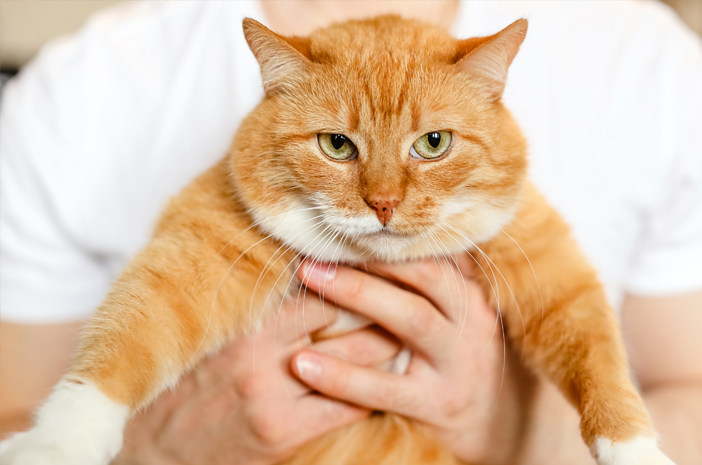 Detail Kucing Gemuk Dan Lucu Nomer 32