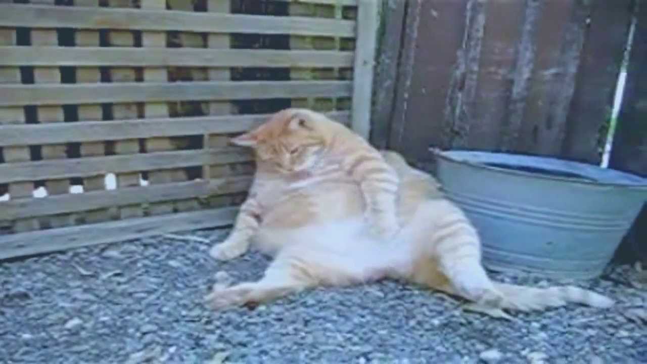 Detail Kucing Gemuk Dan Lucu Nomer 33