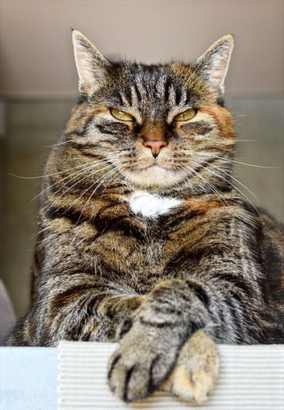 Detail Kucing Gemuk Dan Lucu Nomer 34