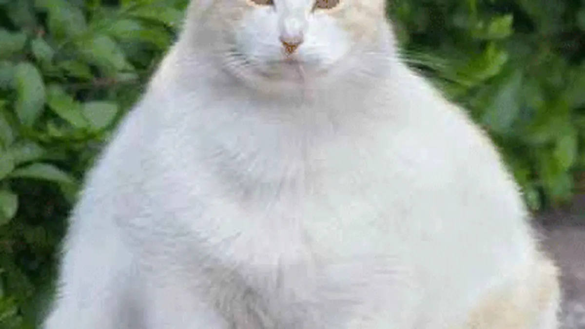 Detail Kucing Gemuk Dan Lucu Nomer 35
