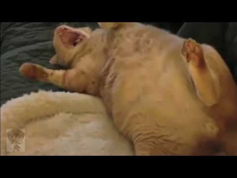Detail Kucing Gemuk Dan Lucu Nomer 36