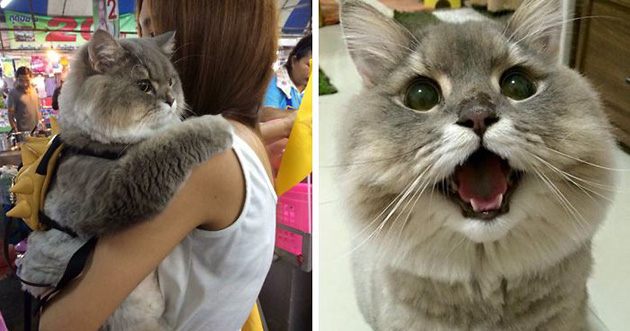 Detail Kucing Gemuk Dan Lucu Nomer 5