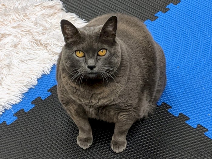 Detail Kucing Gemuk Dan Lucu Nomer 40