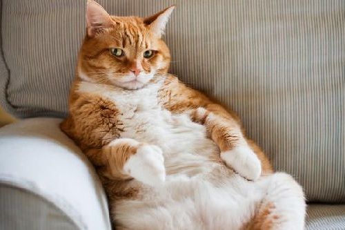 Detail Kucing Gemuk Dan Lucu Nomer 41